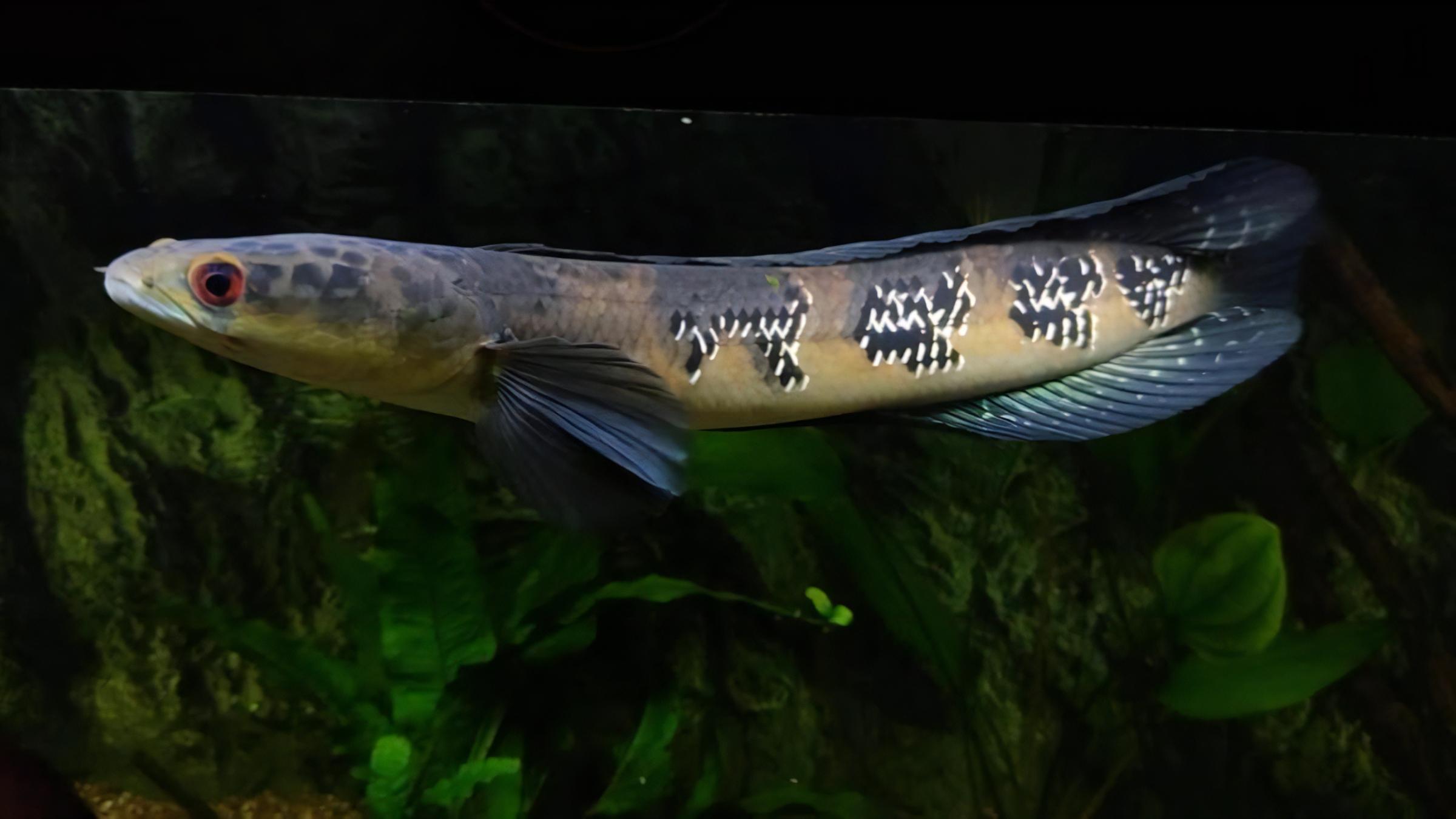 Yellow Emperor Snakehead Channa Maruliodes 10cm - Real Aquatics