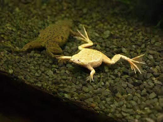 Gold African Dwarf Frog Hymenochirus Boettgeri 3cm - Real Aquatics