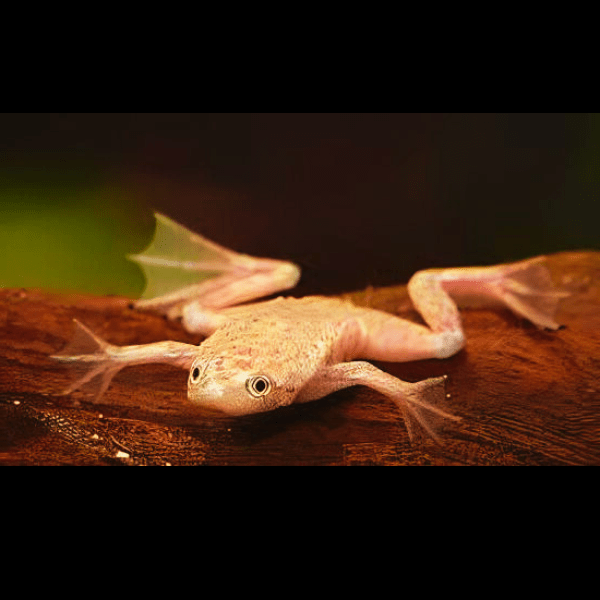 Gold African Dwarf Frog Hymenochirus Boettgeri 3cm - Real Aquatics