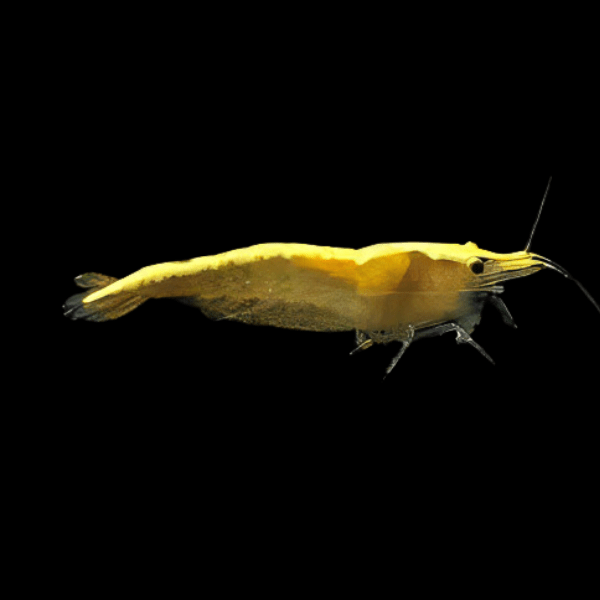 Gold Back Shrimp Neocaridina 2cm - Real Aquatics