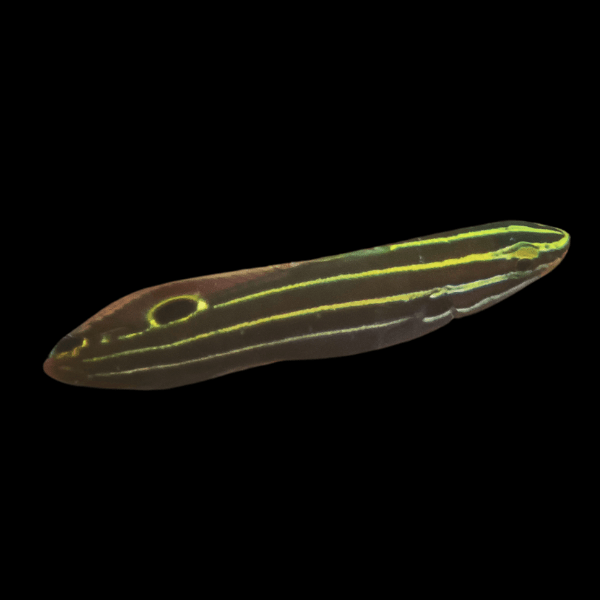 Gold Court Jester Goby Koumansetta Hectori - Real Aquatics