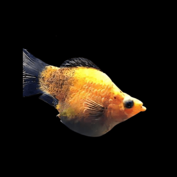 Gold Dust Balloon Molly Fish Poecilia Sphenops 3cm - Real Aquatics