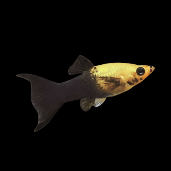 Gold Dust Molly Poecilia Sphenops 3cm - Real Aquatics