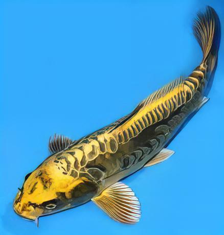 10 x Gold Ghost Koi Carp Cyprinus Carpio