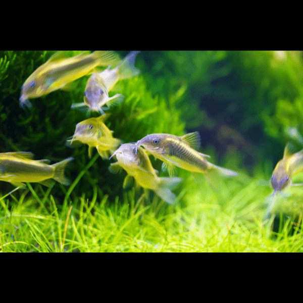 Gold Laser Corydoras SP CW010 3cm Catfish - Real Aquatics