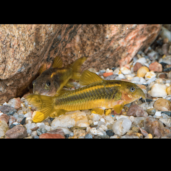 Gold Laser Corydoras SP CW010 3cm Catfish - Real Aquatics