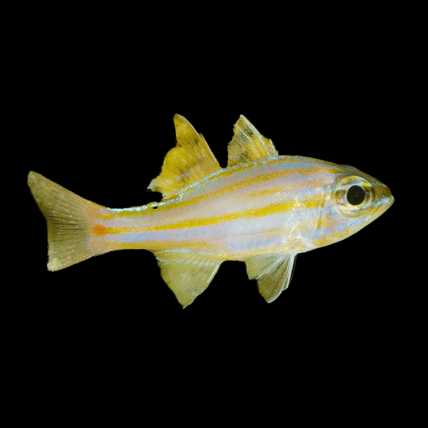 Gold Line Cardinal Ostorhinchus Cyanosoma - Real Aquatics