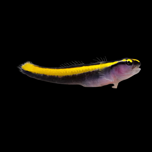 Gold Neon Goby Elacatinus Figaro - Real Aquatics