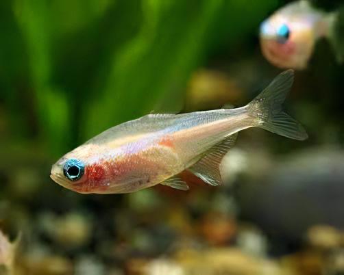 Gold Neon Tetra Paracheirodon Innesi 2cm - Real Aquatics