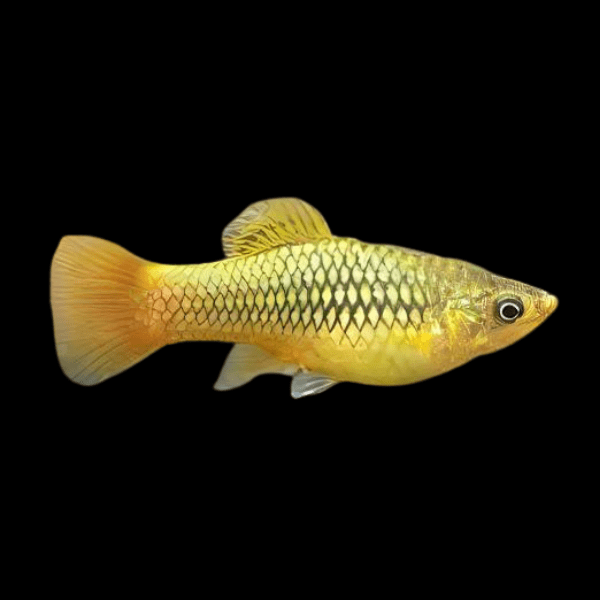 Gold Platy Xiphophorus Maculatus 3cm - Real Aquatics