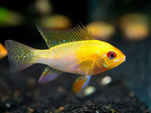 Gold Ram Mikrogeophagus Ramirezi 3cm - Real Aquatics