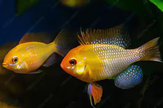 Gold Ram Mikrogeophagus Ramirezi 3cm - Real Aquatics