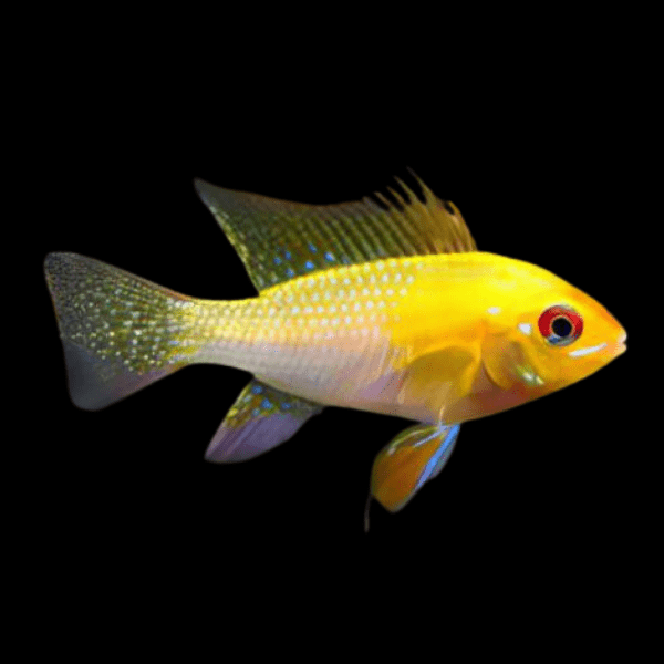 Gold Ram Mikrogeophagus Ramirezi 3cm - Real Aquatics