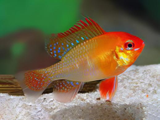 Gold Ram Mikrogeophagus Ramirezi 3cm - Real Aquatics