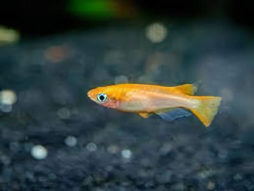 Gold Rice Fish Tetra Oryzias Latipes 3cm - Real Aquatics