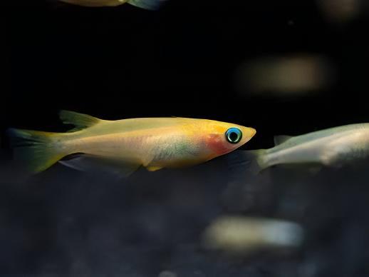 Gold Rice Fish Tetra Oryzias Latipes 3cm - Real Aquatics