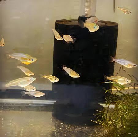 Gold Rice Fish Tetra Oryzias Latipes 3cm - Real Aquatics
