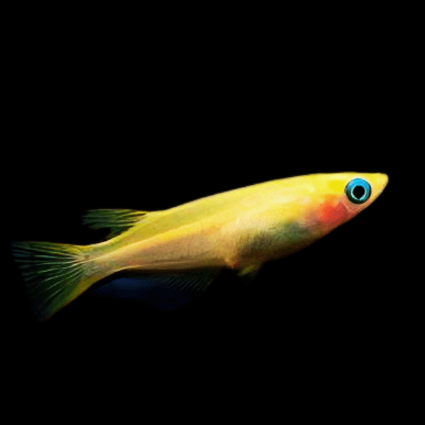 Gold Rice Fish Tetra Oryzias Latipes 3cm - Real Aquatics