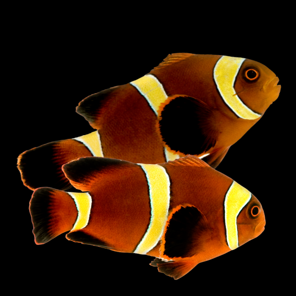 Gold Stripe Clownfish Amphiprion Biaculeatus Pair - Real Aquatics