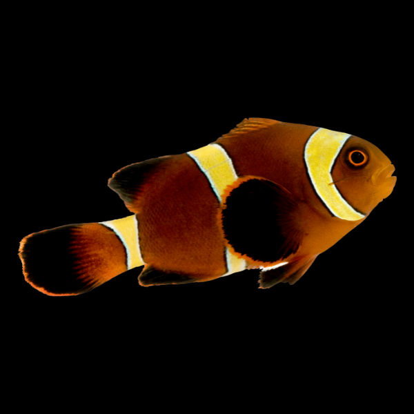 Gold Stripe Clownfish Amphiprion Biaculeatus - Real Aquatics