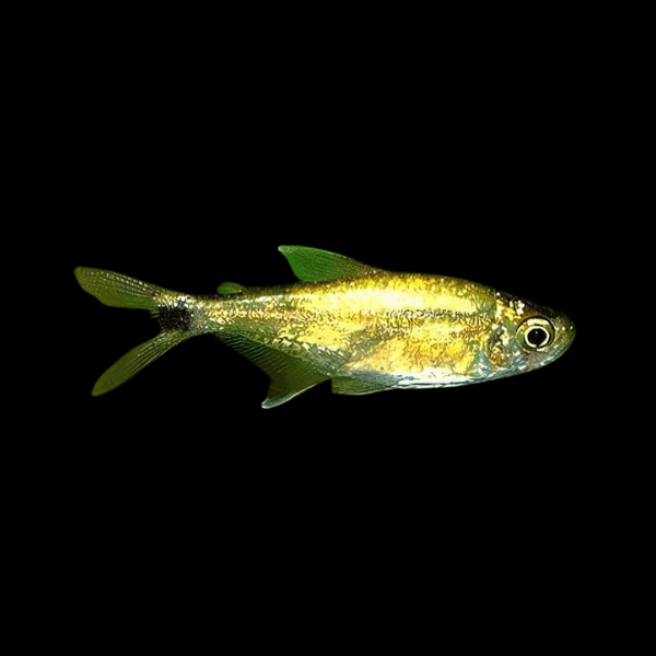 Gold Tetra Hemigrammus Rodwayi 2cm - Real Aquatics