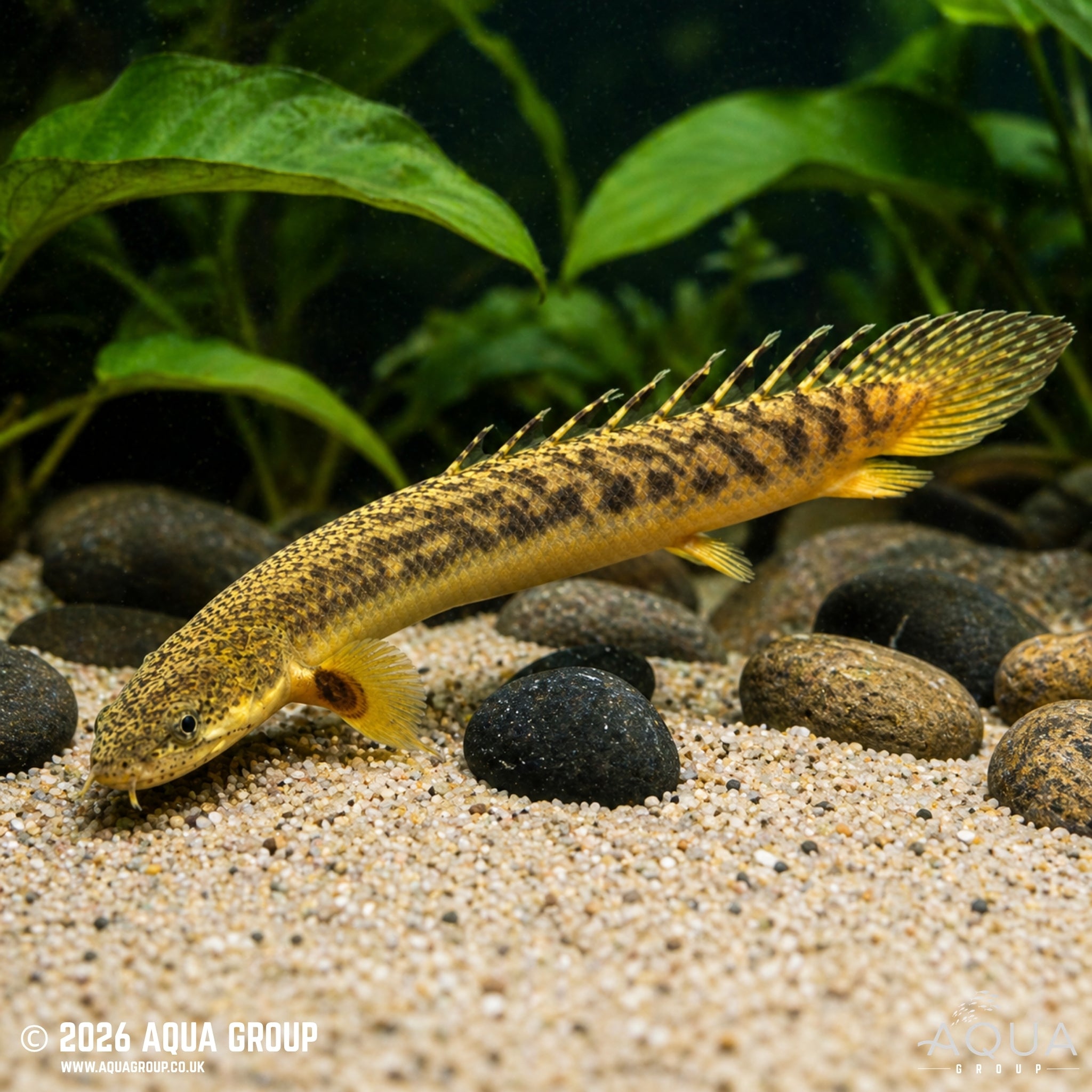 Gold Dust Bichir (Polypterus palmas)