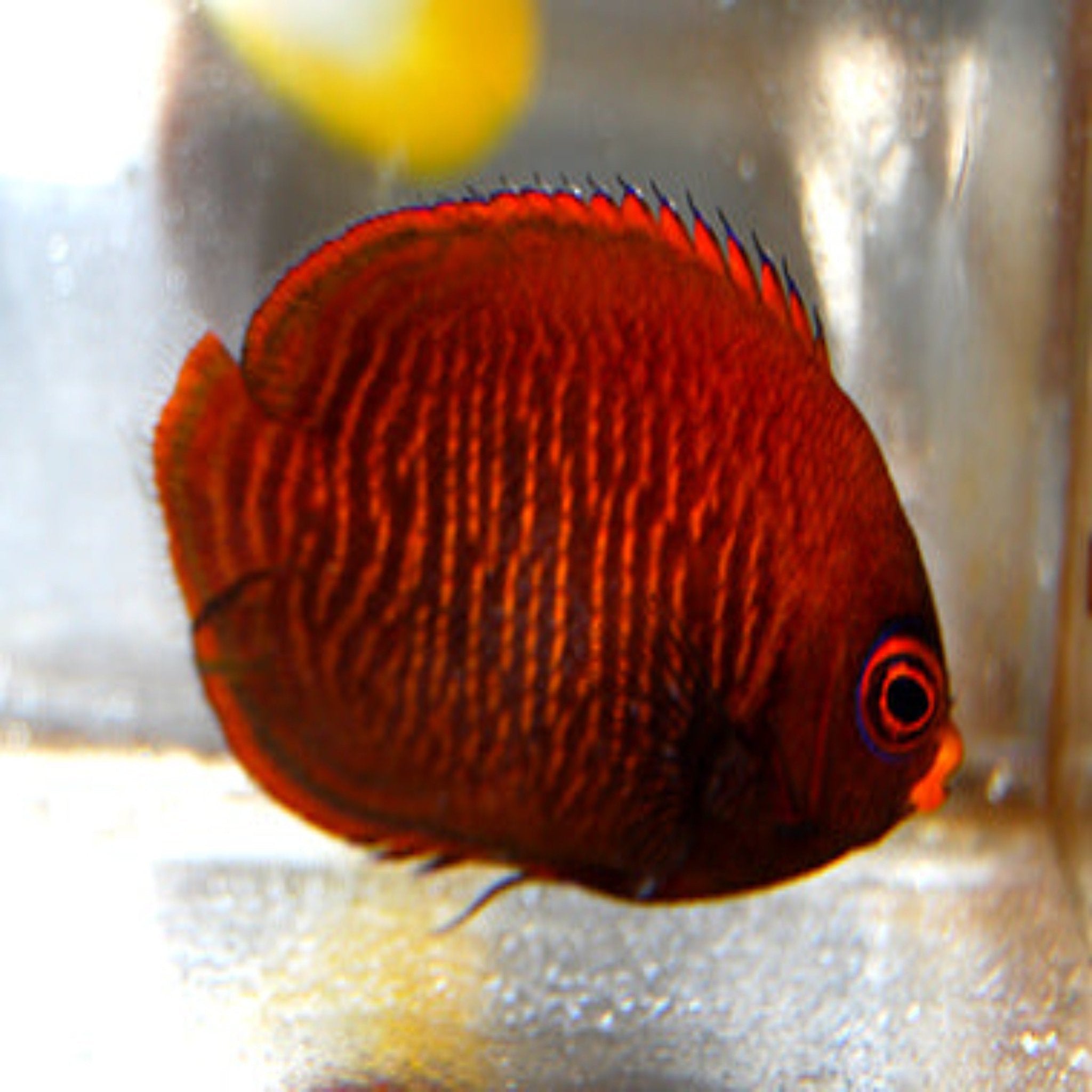 Golden Angelfish (Centropyge aurantia)