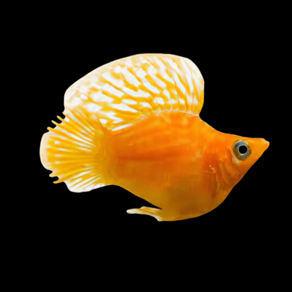 Golden Balloon Molly Fish Poecilia Sphenops 3cm - Real Aquatics