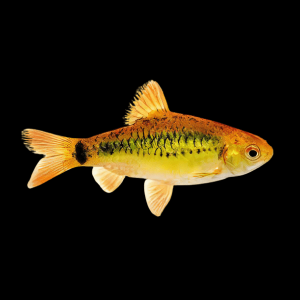 Golden Barb Barbodes Semifasciolatus 4cm - Real Aquatics