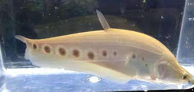 Golden Clown Knife Fish Notopterus Chitala 10cm - Real Aquatics