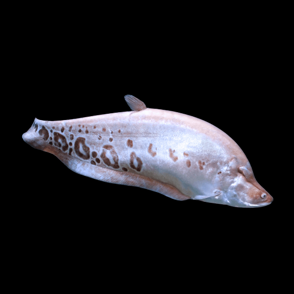 Golden Clown Knife Fish Notopterus Chitala 10cm - Real Aquatics