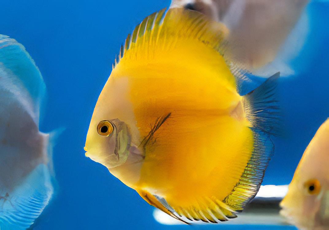 Golden Discus