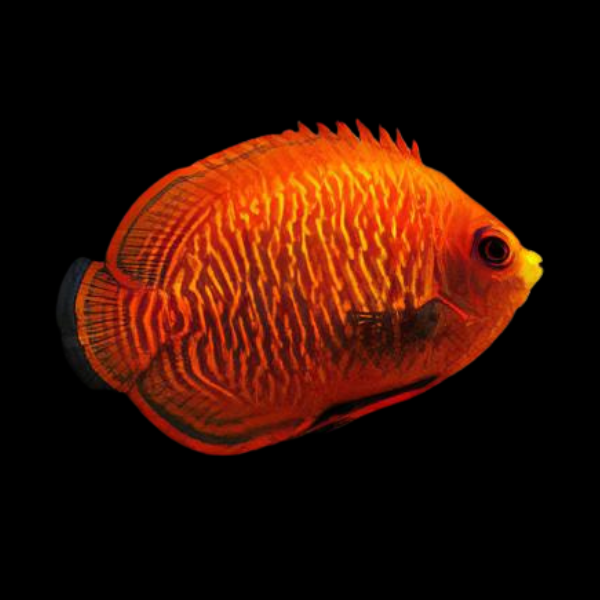 Golden Dwarf Angelfish Centropyge Aurantia - Real Aquatics