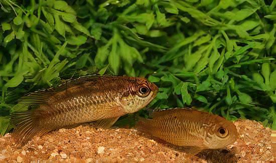 Golden Eyed Dwarf Cichlid Nannacara Anomala 3cm - Real Aquatics