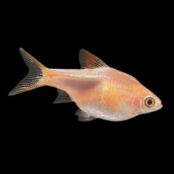 Golden Harlequin Rasbora Trigonostigma Heteromorpha 3cm - Real Aquatics