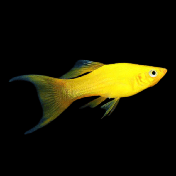Golden Lyretail Molly Poecilia Sphenops 3cm - Real Aquatics