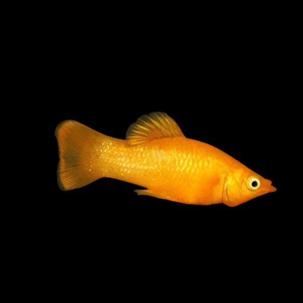 Golden Molly Poecilia Sphenops 3cm - Real Aquatics