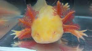 Albino Golden Red Eye Axolotl Ambystoma Mexicanum