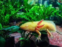 Albino Golden Red Eye Axolotl Ambystoma Mexicanum
