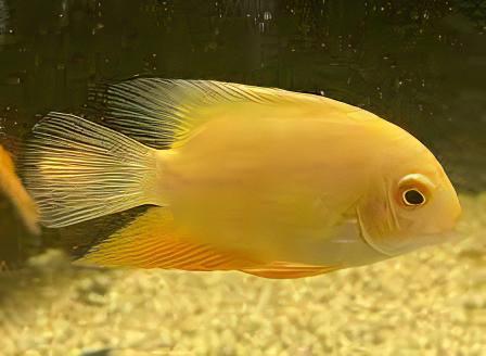 Golden Severum Cichlid Heros Efasciatus 5cm - Real Aquatics