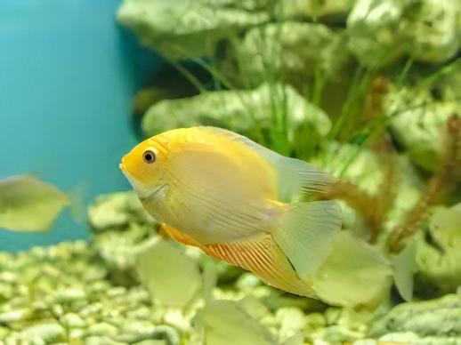 Golden Severum Cichlid Heros Efasciatus 5cm - Real Aquatics