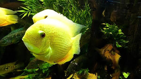 Golden Severum Cichlid Heros Efasciatus 5cm - Real Aquatics