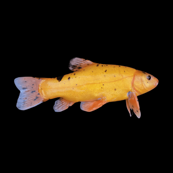 Golden Tench Doctor Fish Tinca Tinca 10cm - Real Aquatics