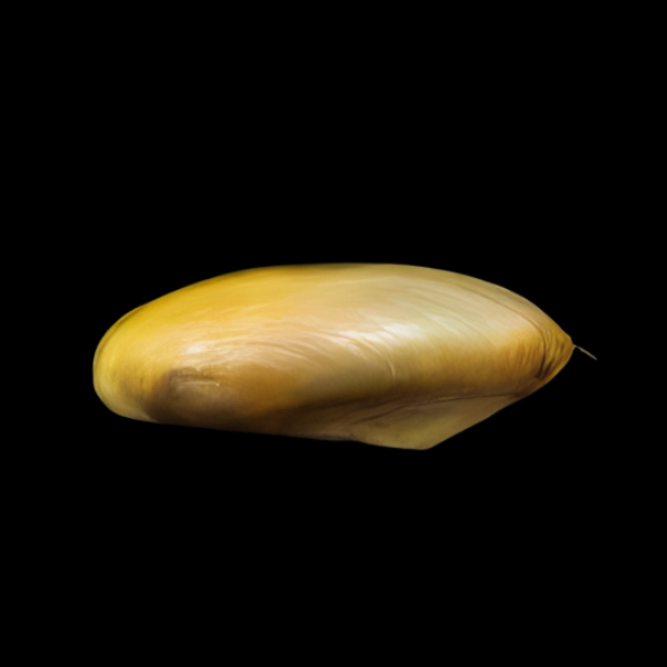Golden Tropical Freshwater Mussel Pilsbryoconcha Exilis 5cm - Real Aquatics