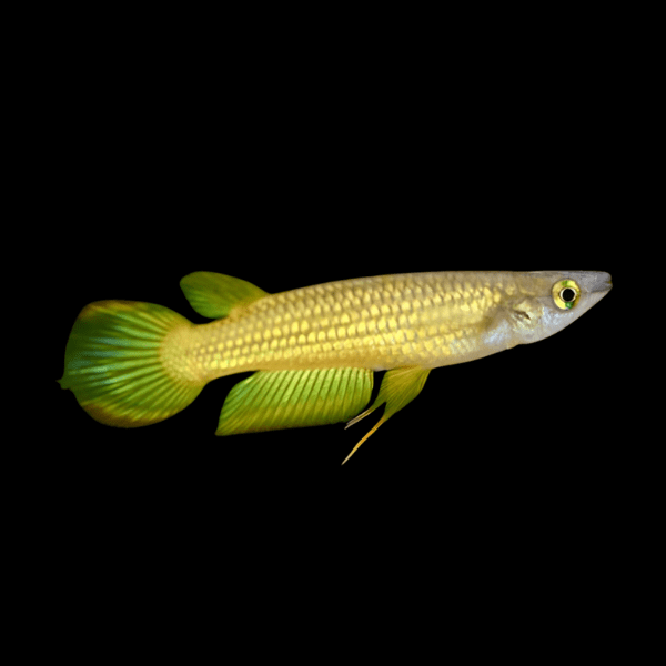 Golden Wonder Panchax Aplocheilus Lineatus 3cm - Real Aquatics