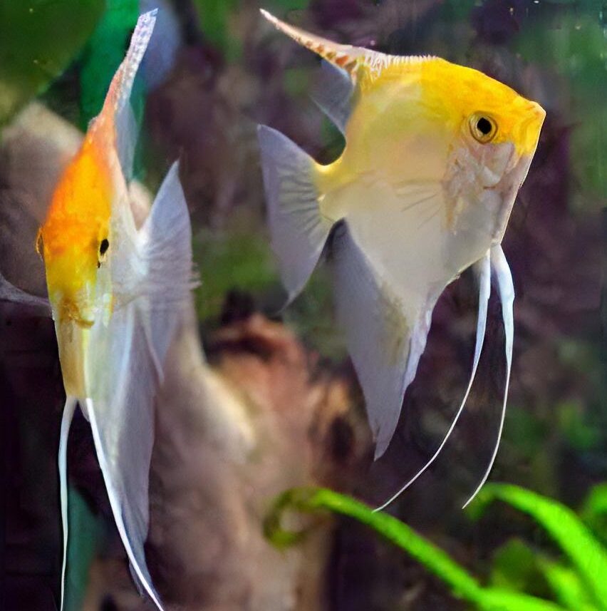 Golden Angelfish Pterophyllum Scalare