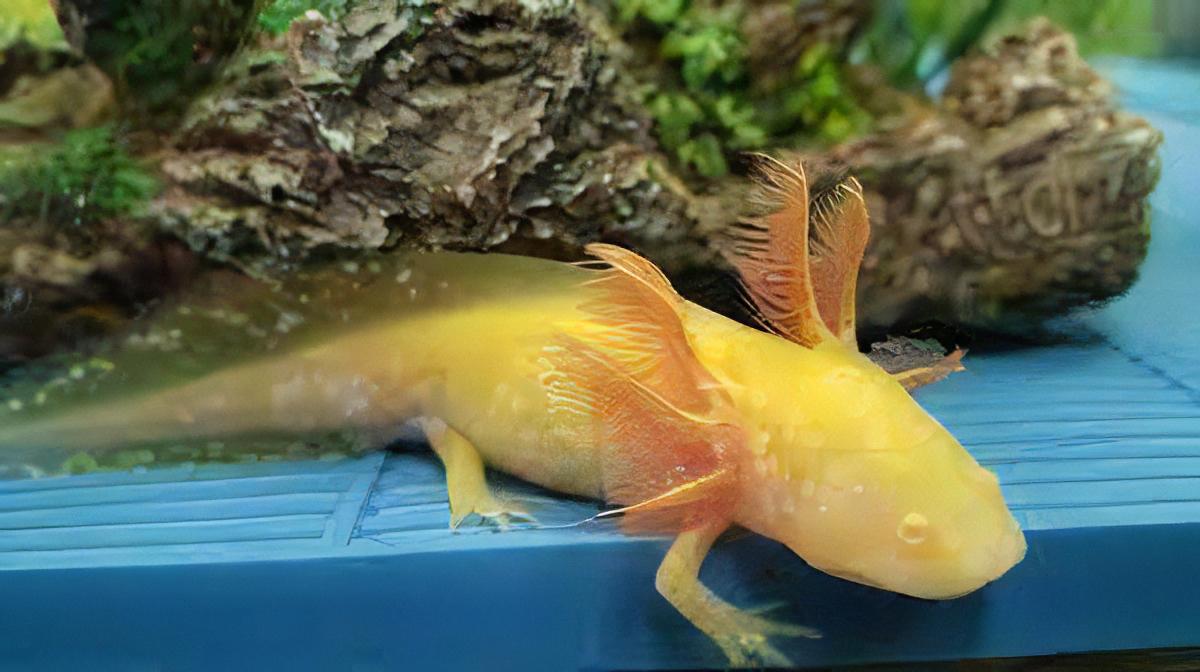 Golden Red Eye Axolotl Ambystoma Mexicanum