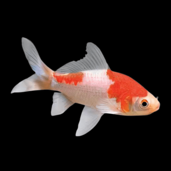 Goldfish Sarasa Red and White Comet Carassius Auratus