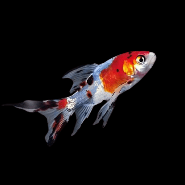 Shubunkin Goldfish Carassius Auratus - Real Aquatics