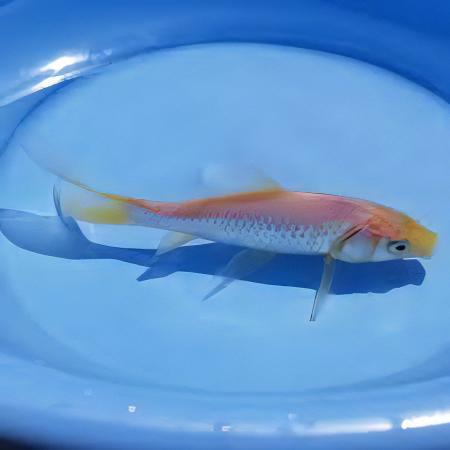 Goldfish White Carassius Auratus